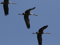 2016-05-08 10h14m23 - Kraanvogels - Jan van Kleef